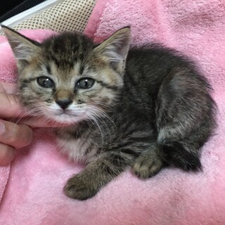 里親決定。キジのエルサちゃん1ヶ月半