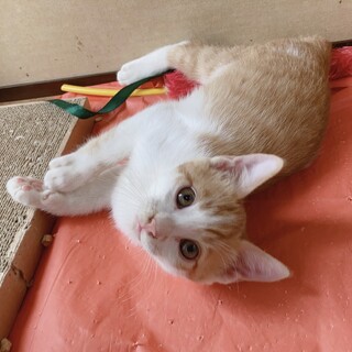 茶白オス♪今が一番かわいい生後2ヶ月半♪