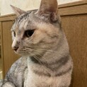 白サビ系、女の子！