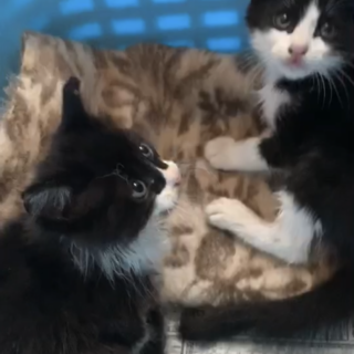 ハチワレの可愛い兄弟