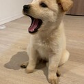 琴音ちゃん❤️８週齢