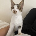 宮崎県・甘えんぼな女の子です！(1歳♀)