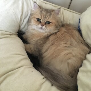 穏やかなペルシャ猫(チンチラ)