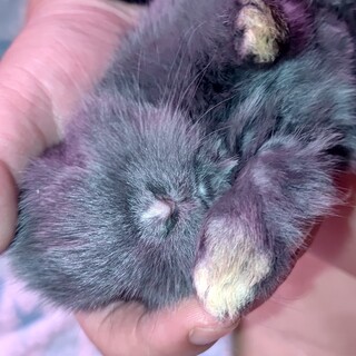 雑種の子うさぎ