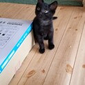 チャーミングないチビ黒兄弟