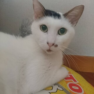 エイズキャリア　超絶甘えん坊の男の子