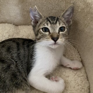 ✨愛くるしいお顔の2か月半の男の子です