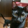 【結】譲渡決定猫じゃらし大好きな黒にゃんこ♪ サムネイル5