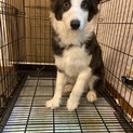 ボーダーコリー　パピー♀