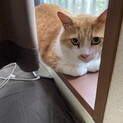 ゴロゴロ甘えん坊おにくちゃん♂(猫エイズ陽性)