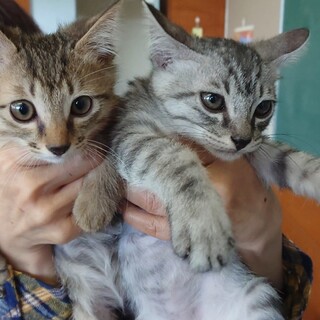 おっとり兄妹☆２匹一緒に