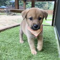 可愛らしいジャスミンちゃん1ヶ月半