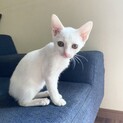 真っ白な女の子の幸子ちゃん2ヶ月半