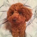 トイプードル2歳の男の子