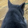 ブリティッシュショートヘアーのダーシャちゃん サムネイル4