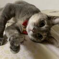 駐車場で保護した可愛い麦わらのちゃ子ちゃん