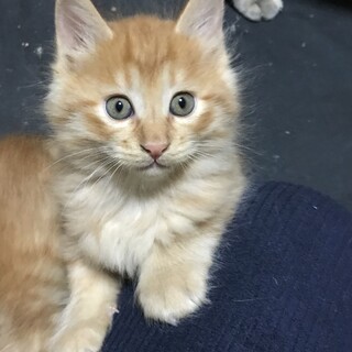 ふわっとした茶トラ　２ヵ月