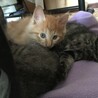 ふわっとした茶トラ　２ヵ月 サムネイル2