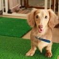 ぼくの温かい家族を探しています☆子犬のベイリーくん