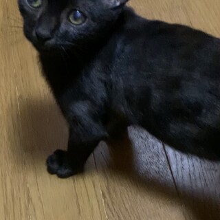 駐車場で保護した可愛い友ちゃん