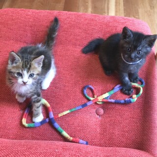 兄弟じゃないけど仲良し♪