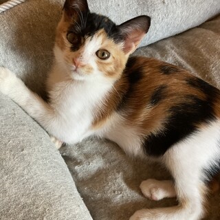 2ヵ月　ミケ　きょうだい猫