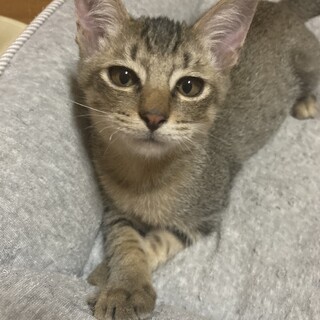 2ヵ月　キジトラ　きょうだい猫