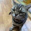 アメリカンショートヘアのみぃ君