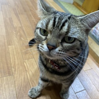 アメリカンショートヘアのみぃ君