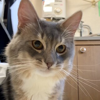 キリッと個性派ソマリ男の子