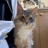 キリッと個性派ソマリ男の子 サムネイル4