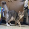 キリッと個性派ソマリ男の子 サムネイル6