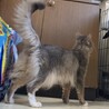 キリッと個性派ソマリ男の子 サムネイル7