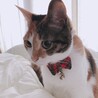 みゆお。