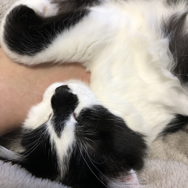 あちゃん♡のカバー写真