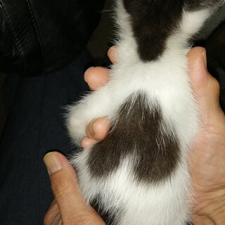 里親様決まりました