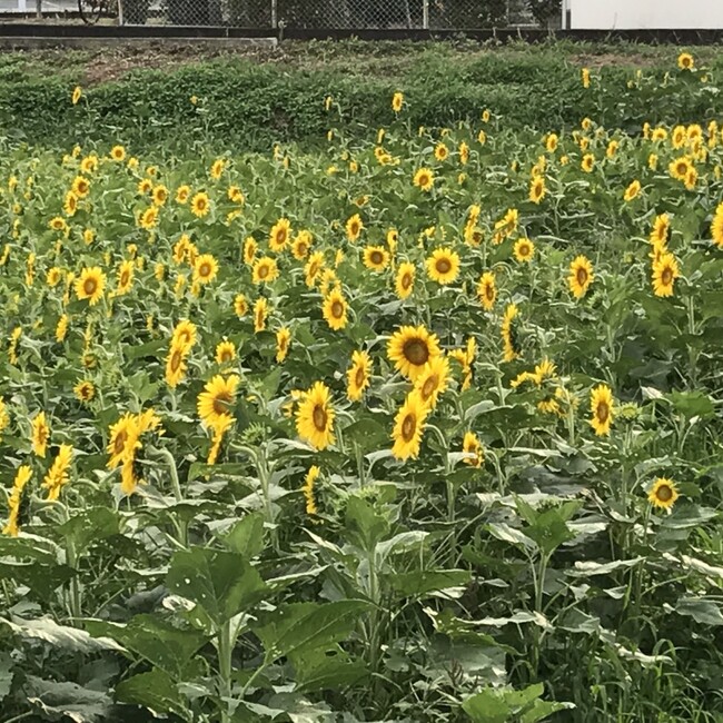 runa20150801のカバー写真