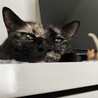 ジブリのトトロのめい