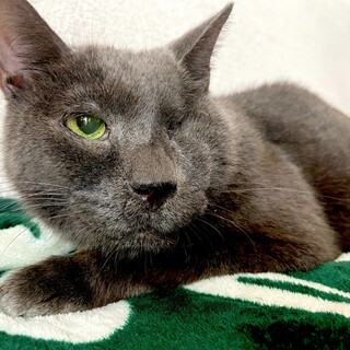 【募集一時停止中】穏やか片目グレーのスー太郎さん！