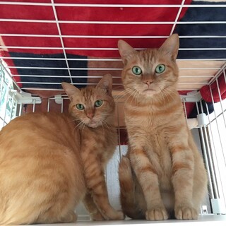 仲良し兄弟『トラジ』&『ピー』