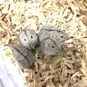 ステップレミングの里親募集