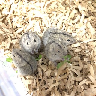 ステップレミングの里親募集