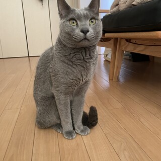 ロシアンブルー4歳の男の子
