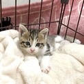生後４週間のサバ白こねこちゃん、