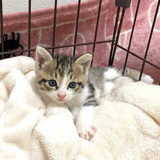 生後４週間のサバ白こねこちゃん、