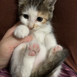 IKEA立川店猫の里親会 サムネイル2