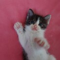 1ヶ月半ぐらいキジトラオス子猫　男の子
