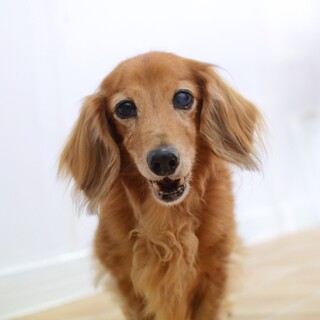 まだまだ犬生を謳歌したい！“ぐりじぃ君”