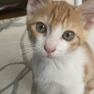 子猫の里親募集