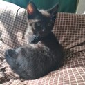 黒猫の子猫